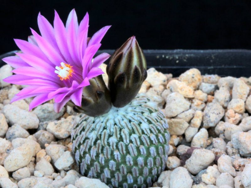 Turbinicarpus pseudopectinatus ssp. jarmilae FPAN 284