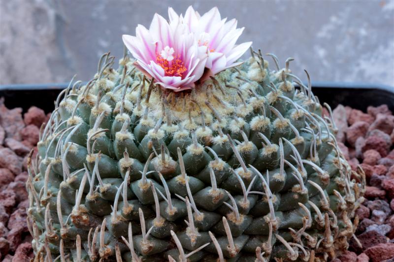 Turbinicarpus schmiedickeanus ssp. andersonii 