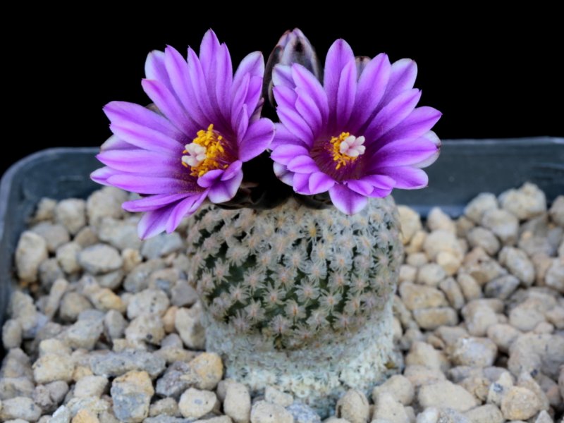 Turbinicarpus valdezianus 