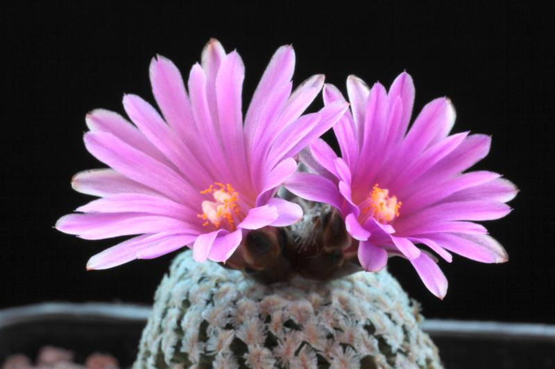 Turbinicarpus valdezianus 