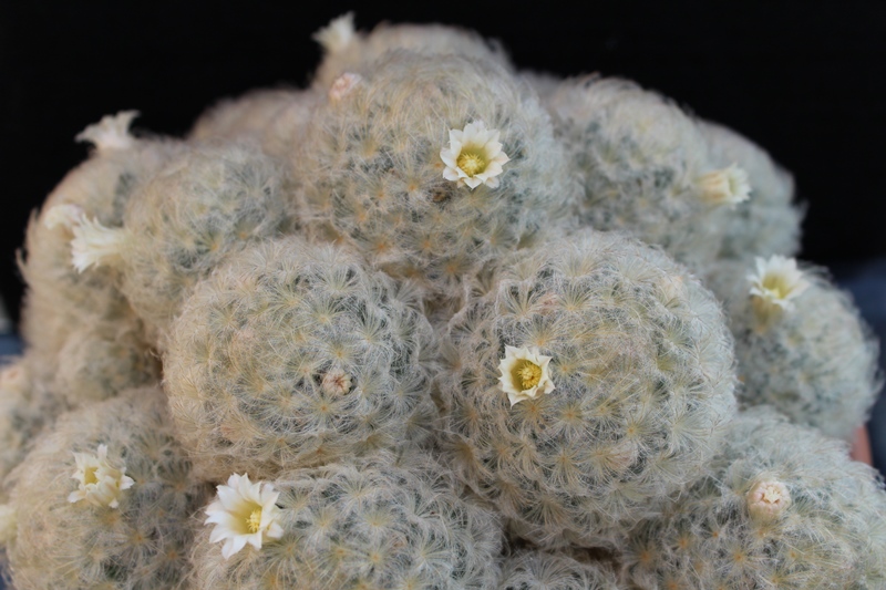 Mammillaria plumosa 