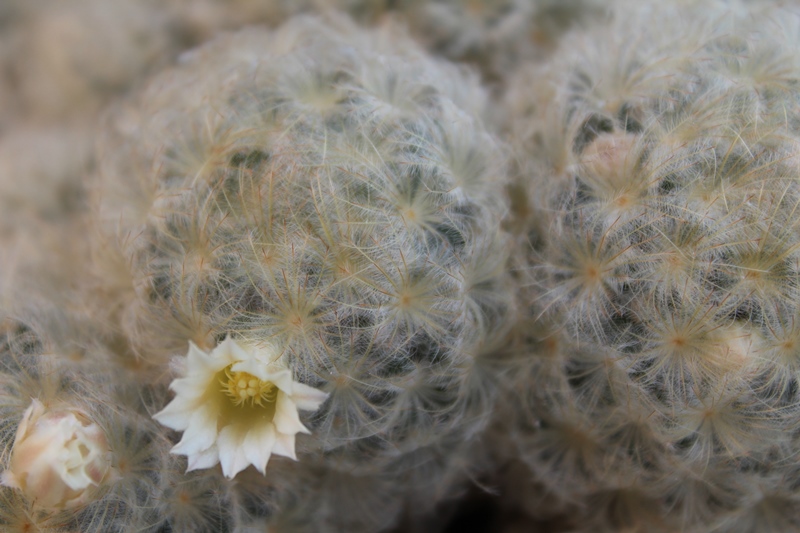 Mammillaria plumosa 