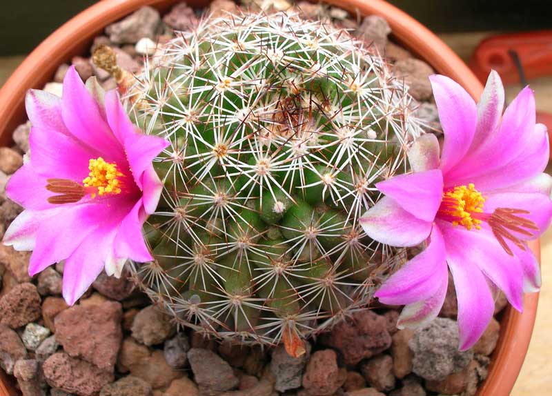 Mammillaria pseudoalamensis 