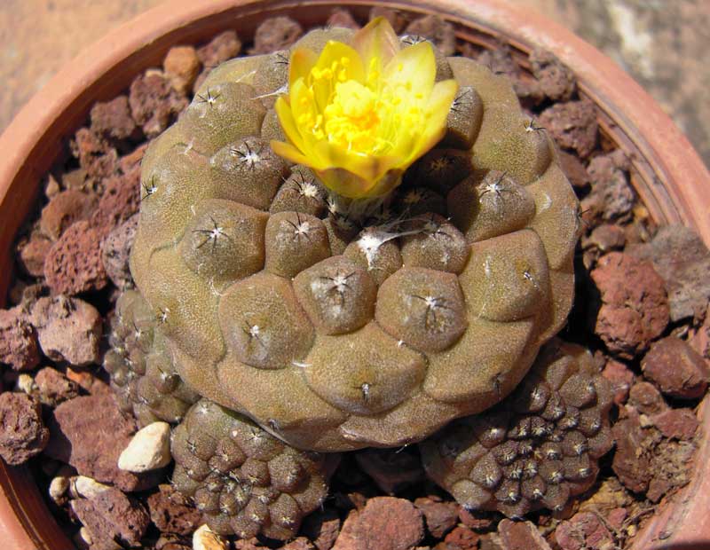 Copiapoa hypogaea 