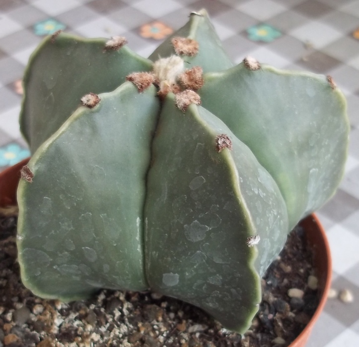 Astrophytum myriostigma v. nudum 