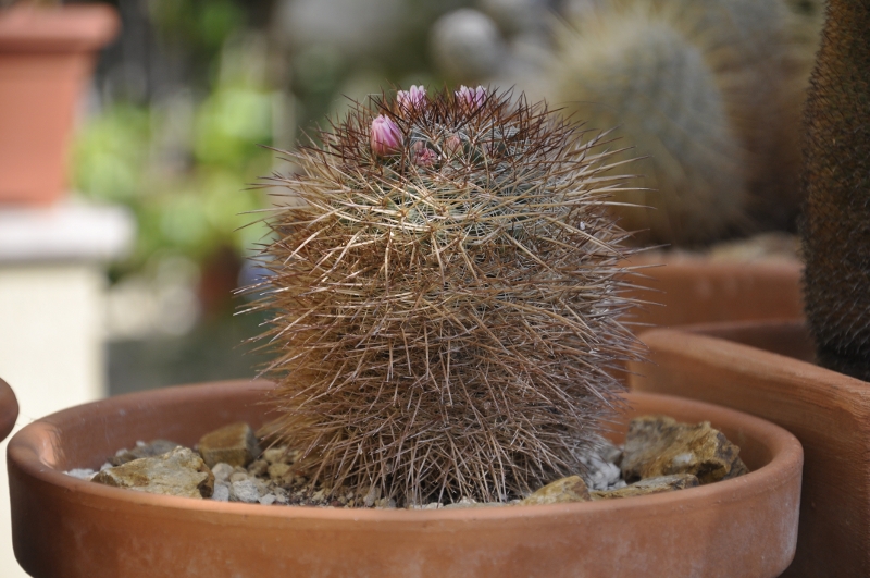 Mammillaria aff. discolor 