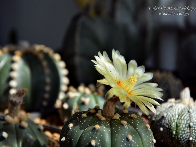 Astrophytum asterias 