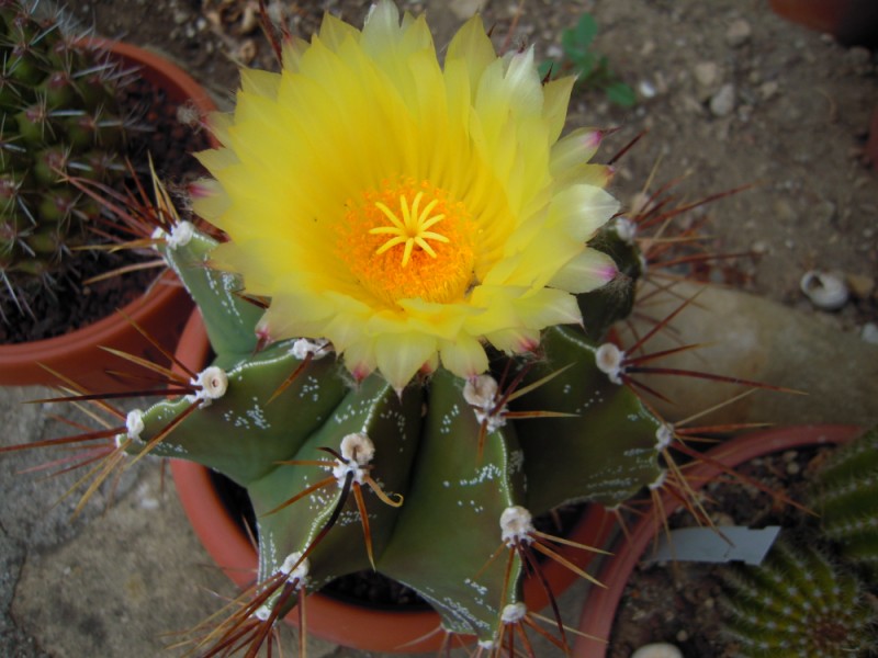 Astrophytum ornatum 