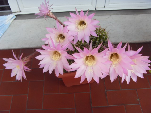 Echinopsis oxygona 