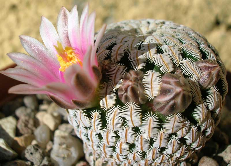 Mammillaria pectinifera 