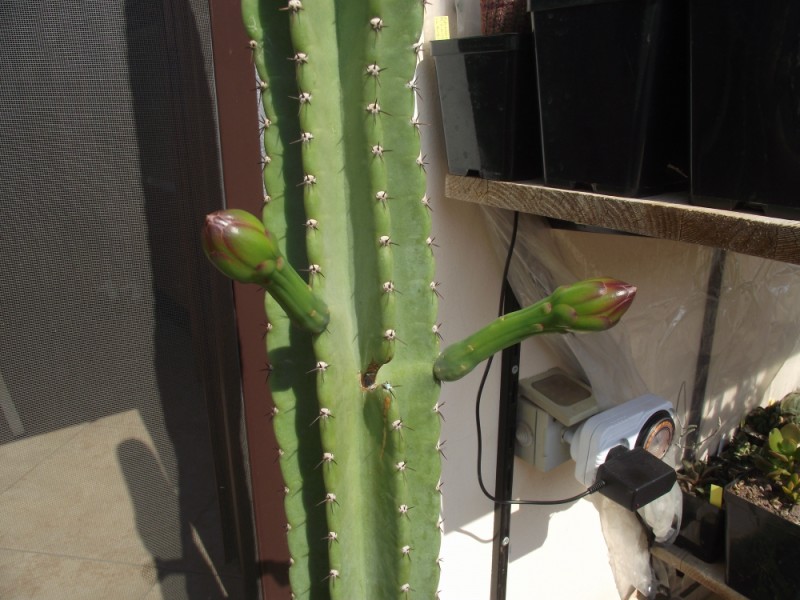 Cereus peruvianus 