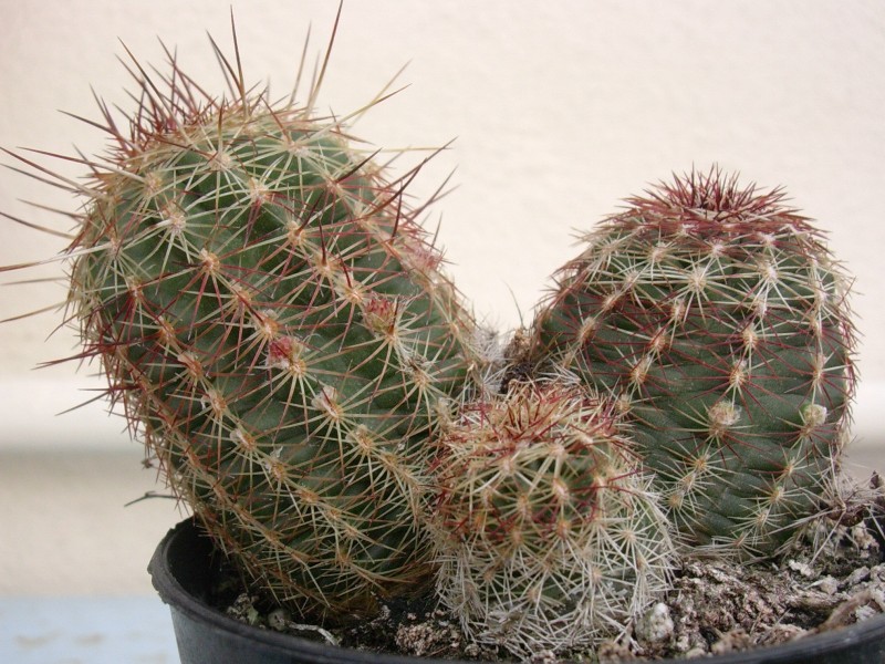 Echinocereus viridiflorus 