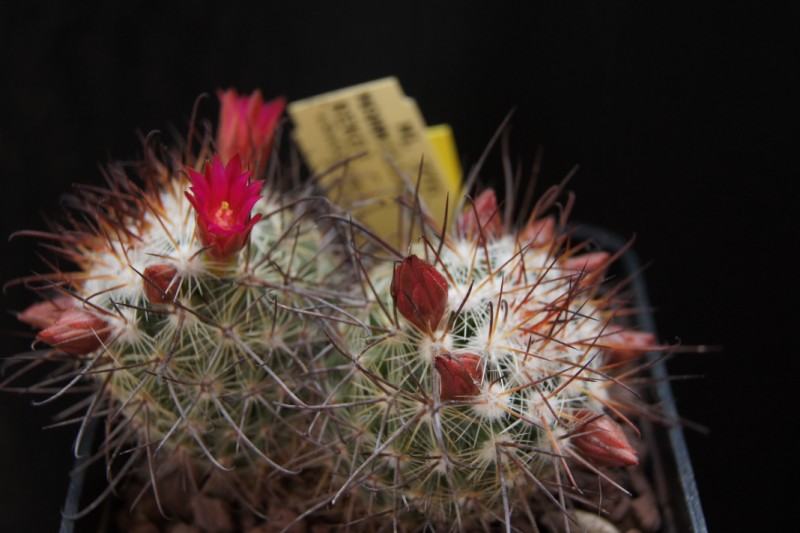 Mammillaria krasuckae 