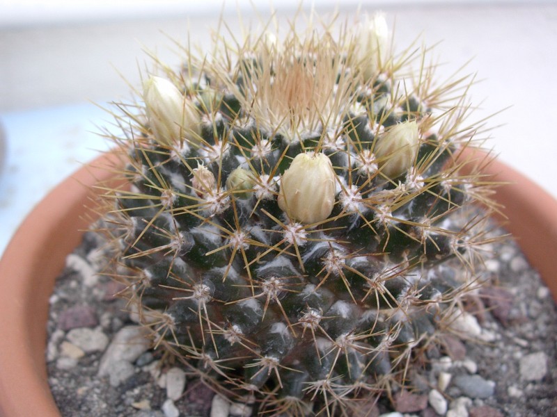 Mammillaria nivosa 