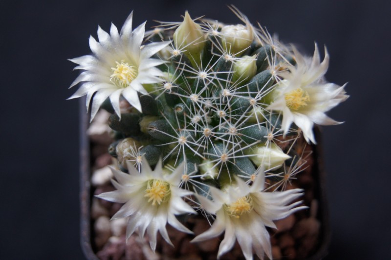 Mammillaria picta 