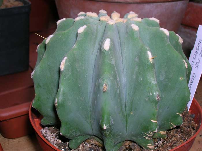 Ferocactus glaucescens v. inermis 