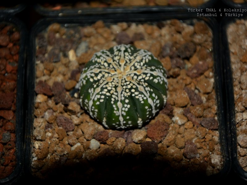 Astrophytum asterias cv. line-type 