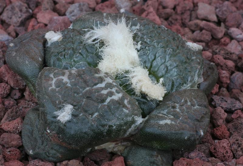 Ariocarpus fissuratus v. lloydii 