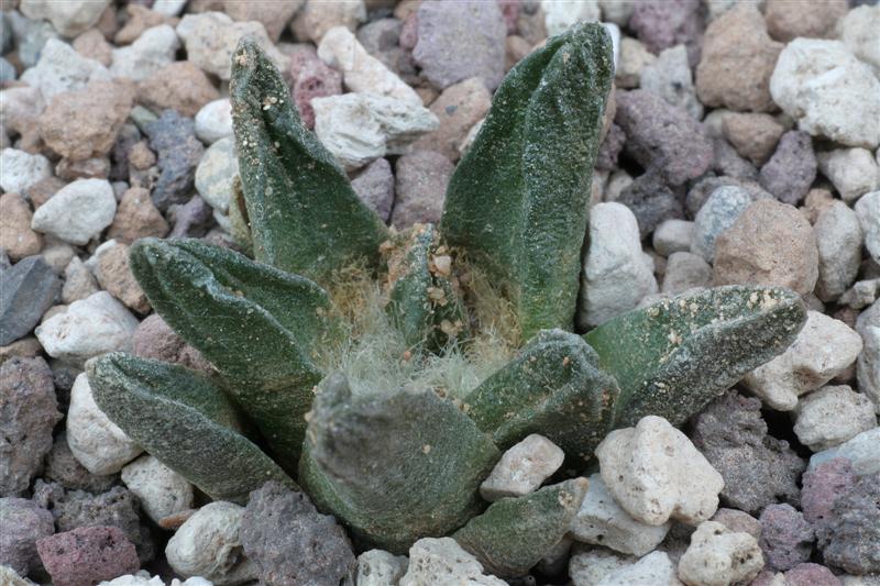 Ariocarpus scaphirostris 