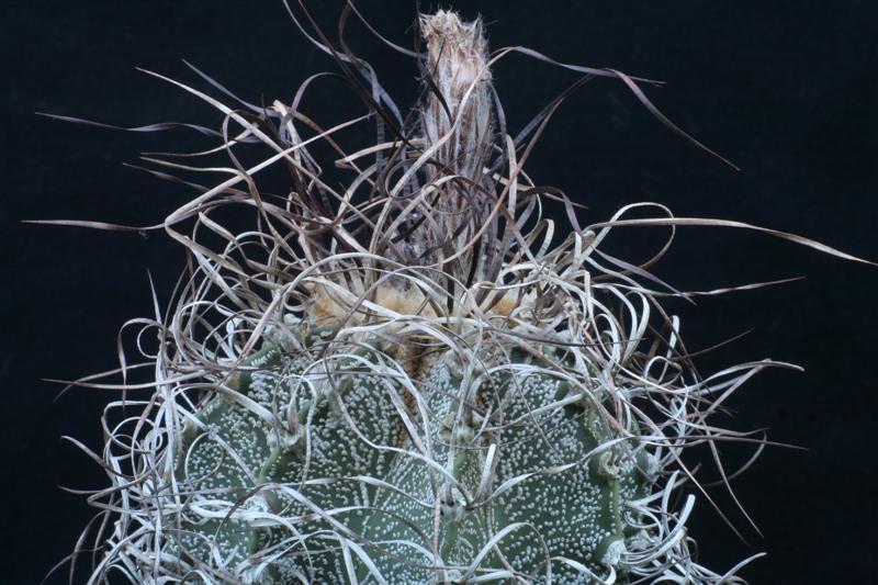 Astrophytum capricorne 