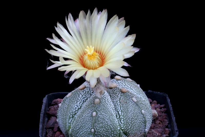 astrophytum coahuilense x asterias cv. super kabuto