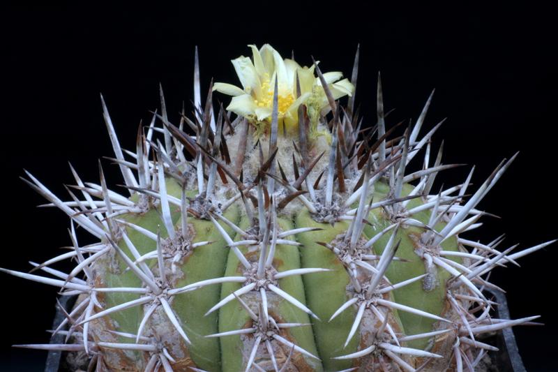 Copiapoa echinoides 