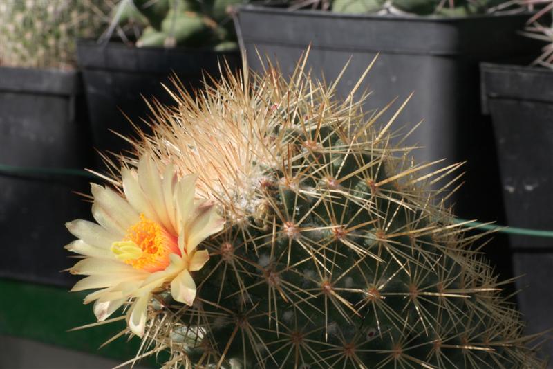 Coryphantha erecta 