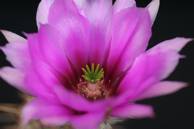 Echinocereus engelmannii v. chrysocentrus 