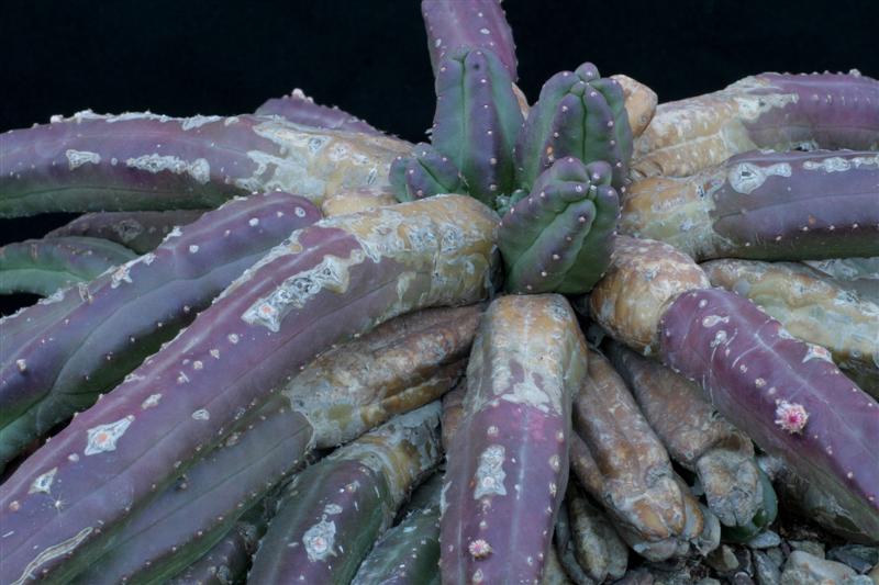 Echinocereus  scheeri v. gentryi 