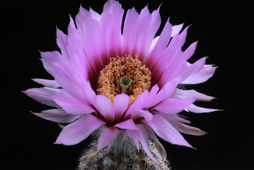 Echinocereus fitchii ssp. albertii 