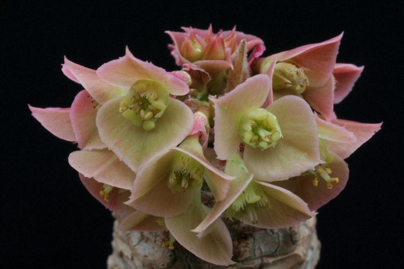 Euphorbia ankarensis 