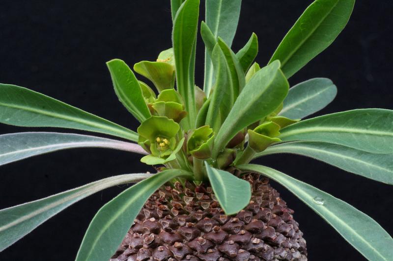 Euphorbia bupleurifolia 