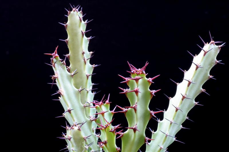 Euphorbia rugosiflora 