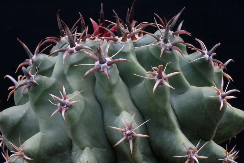 Ferocactus horridus f. brevispinus 