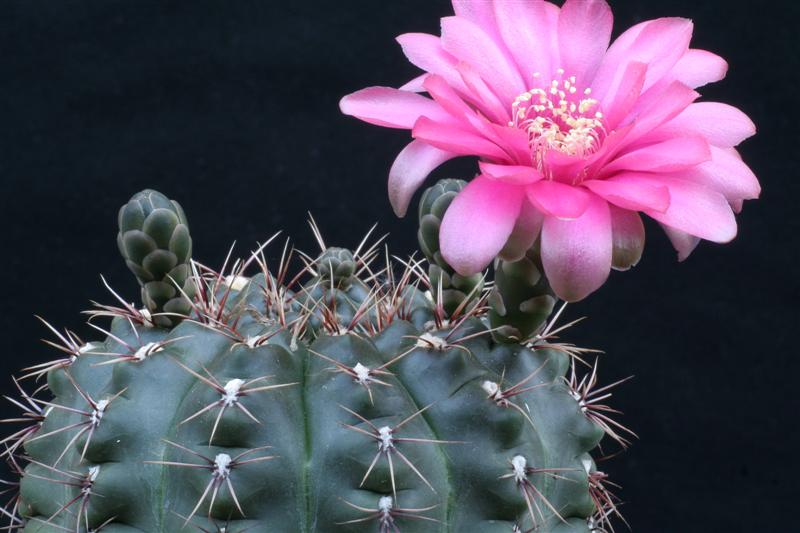 Gymnocalycium baldianum 