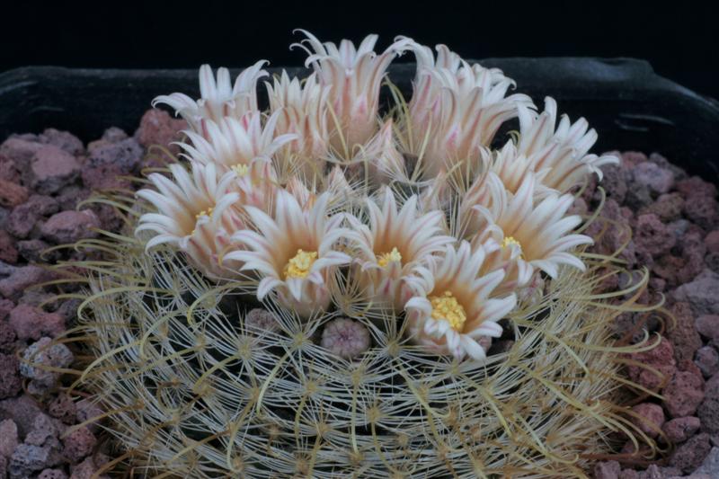 Mammillaria sinistrohamata 