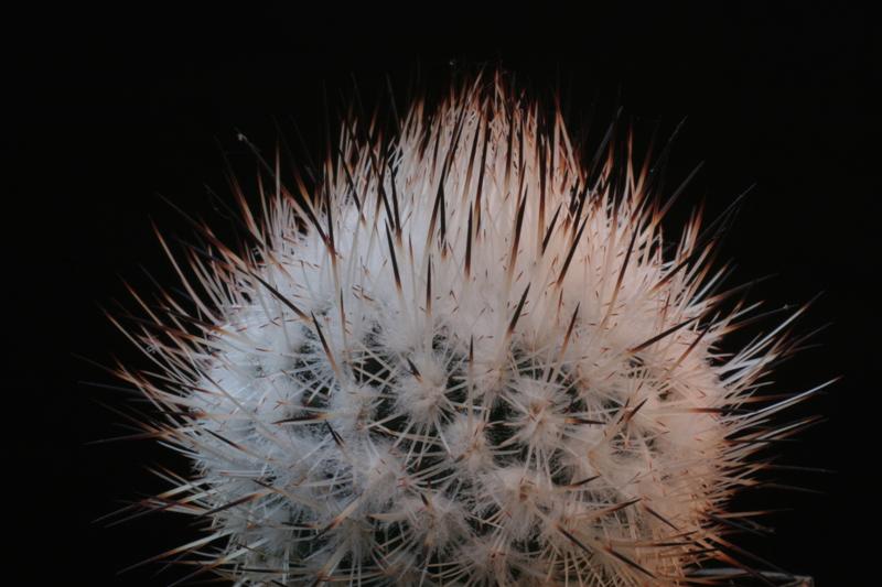 Rapicactus beguinii 