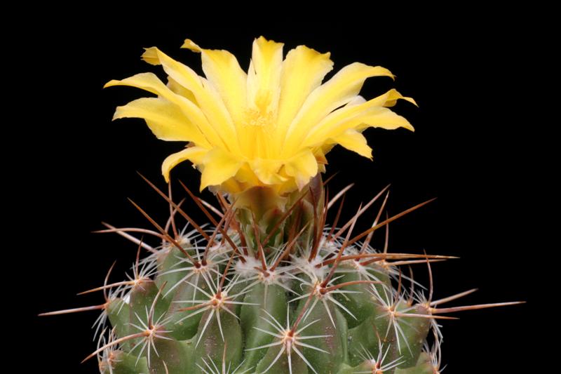 Thelocactus conothelos v. aurantiacus 