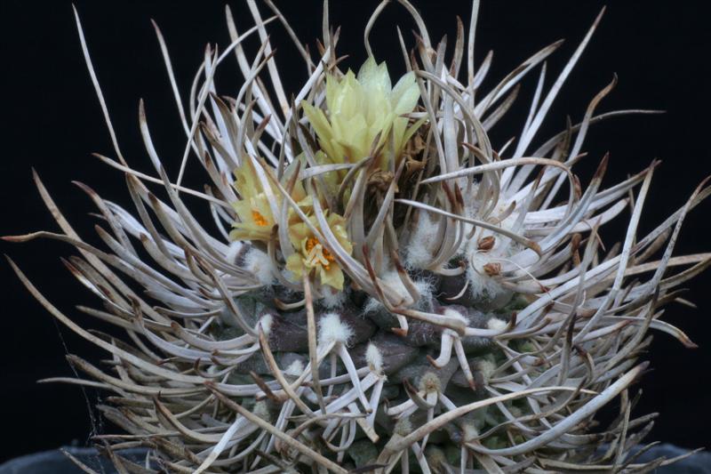Turbinicarpus flaviflorus 