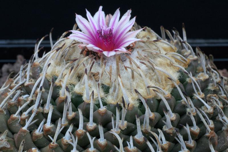 Turbinicarpus schmiedickeanus ssp. andersonii 