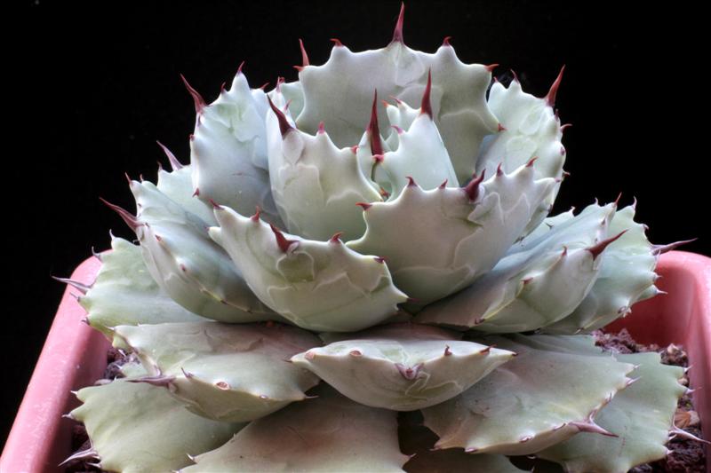 Agave isthmensis 