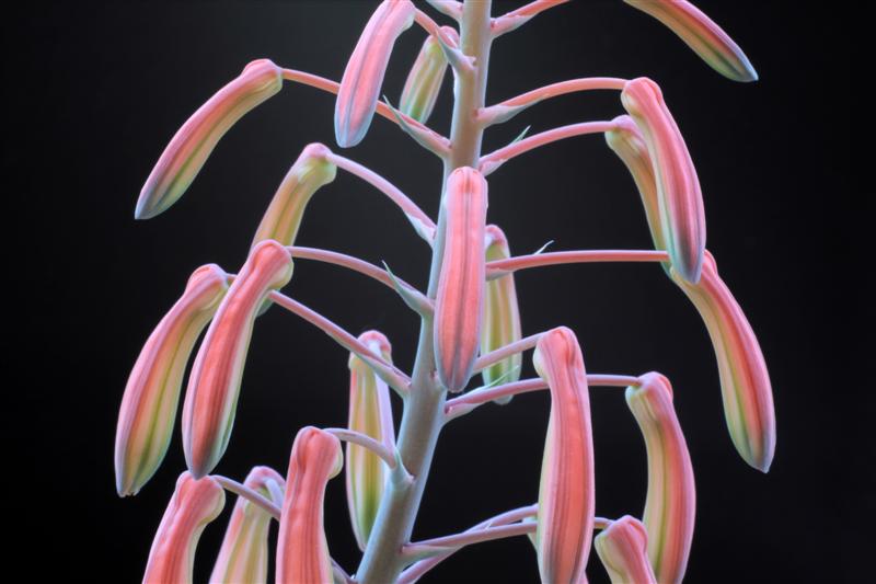 Aloe aristata 