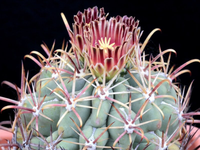 Ancistrocactus mathssonii 