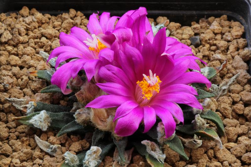 Ariocarpus agavoides 