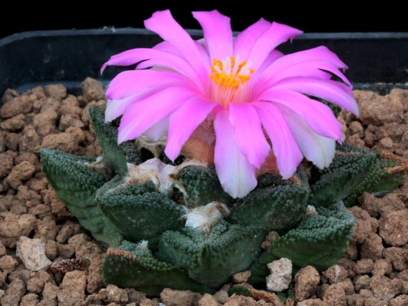 Ariocarpus bravoanus ssp. hintonii 