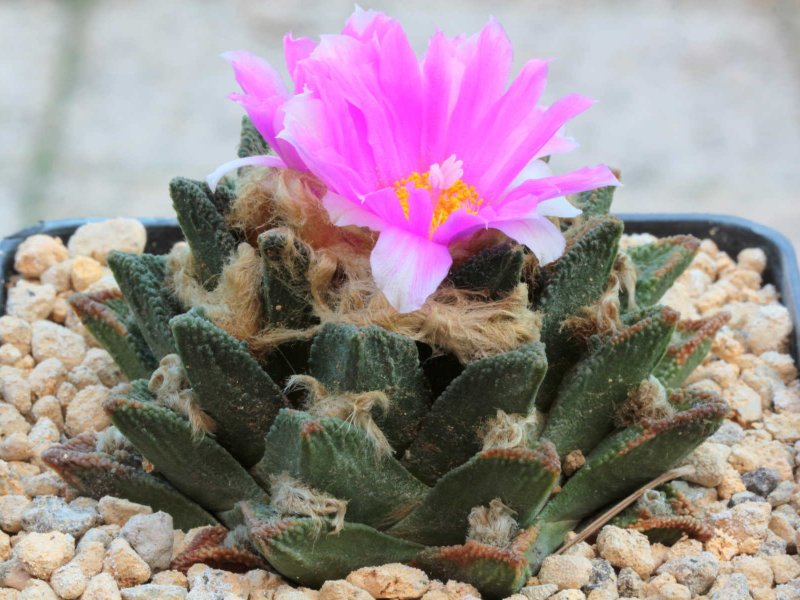 Ariocarpus bravoanus 