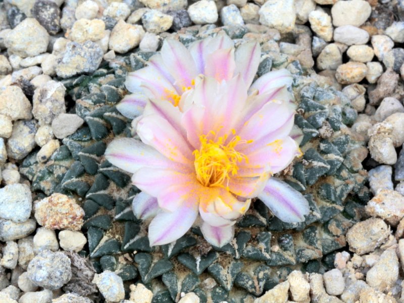 Ariocarpus kotschoubeyanus ssp. albiflorus 