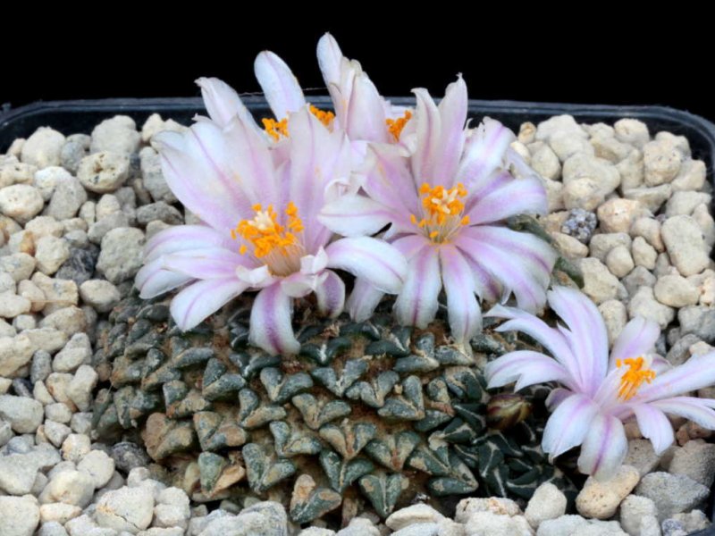 ariocarpus kotschoubeyanus ssp. albiflora