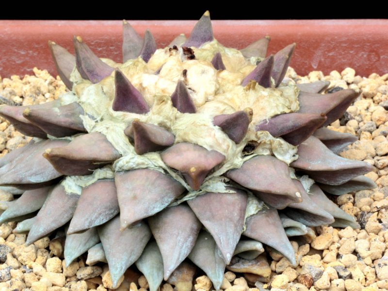 Ariocarpus retusus 