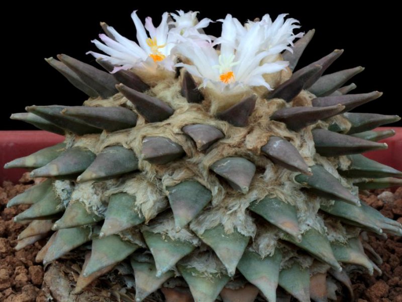 Ariocarpus retusus 